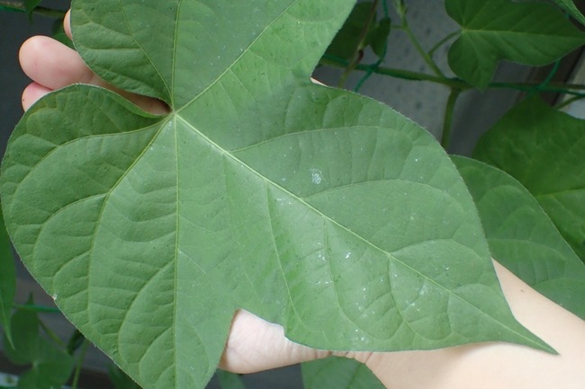 P8011446 studiofishi_th_.jpg