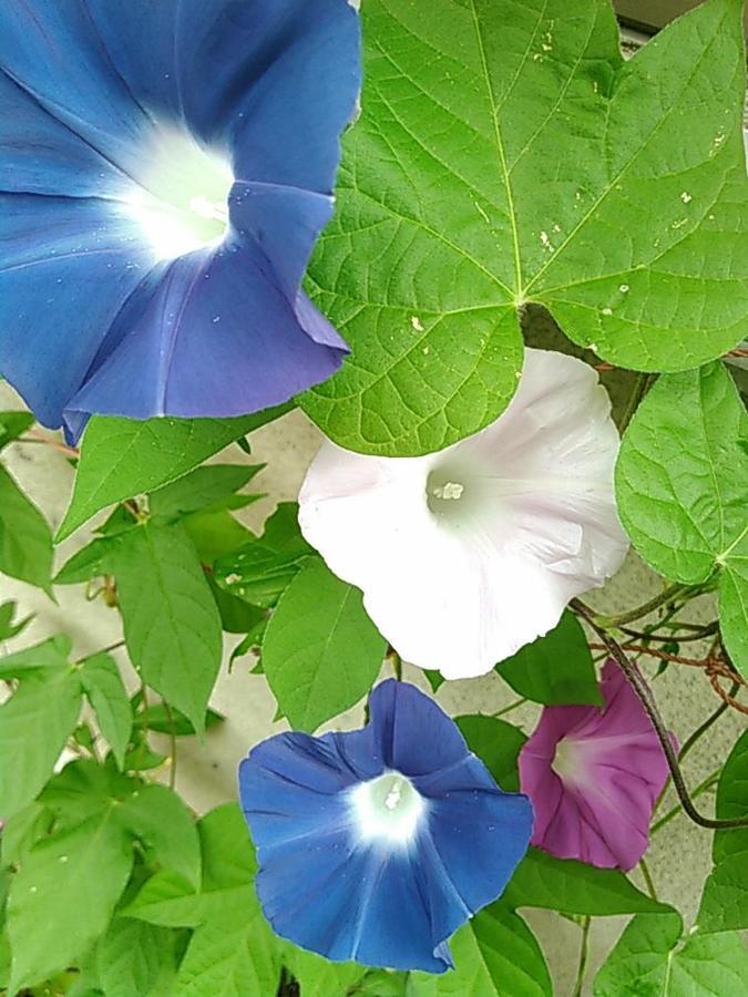 studiofishi_blog朝顔.jpg